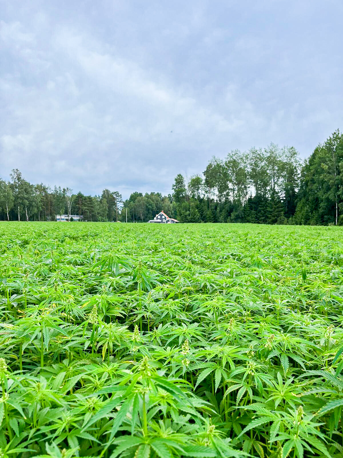 HEJMAS&rsquo; test hemp farm in V&auml;rmland, Sweden.