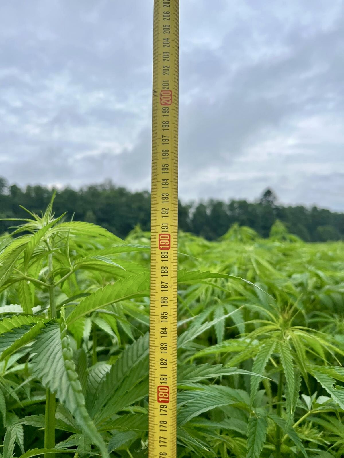 HEJMAS&rsquo; hemp plants, July 2025. Their test site plants grew two metres in just two months. 